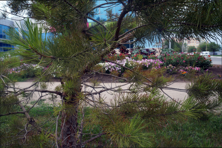 Image-normal