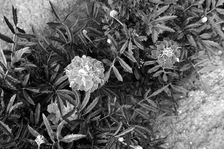 Image-normal