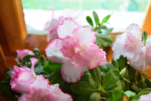Image-preview_300x200