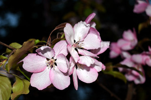 Image-preview_300x200