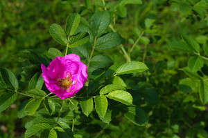 Image-preview_300x200