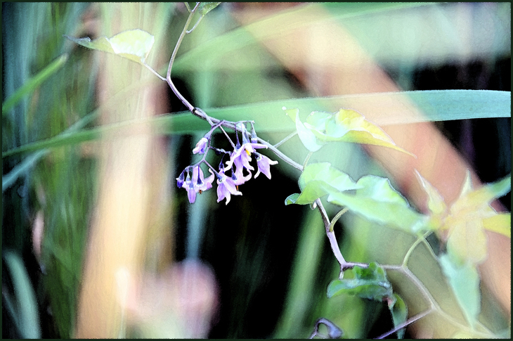 Image-normal