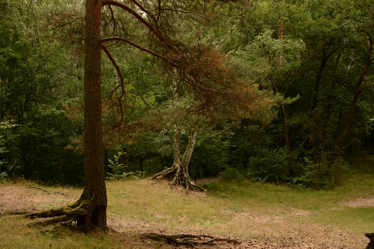 Image-normal