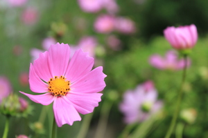 Image-preview_300x200