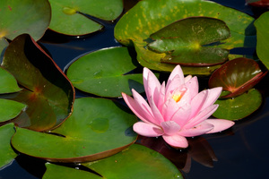 Image-preview_300x200