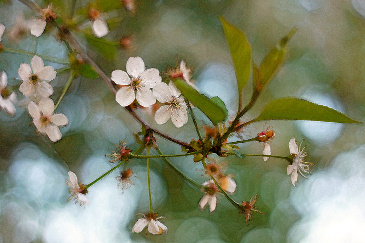 Image-normal