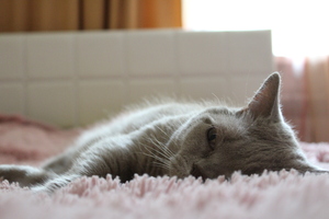 Image-preview_300x200