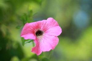Image-preview_300x200