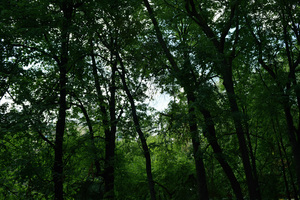Image-preview_300x200