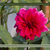 Image-square_50