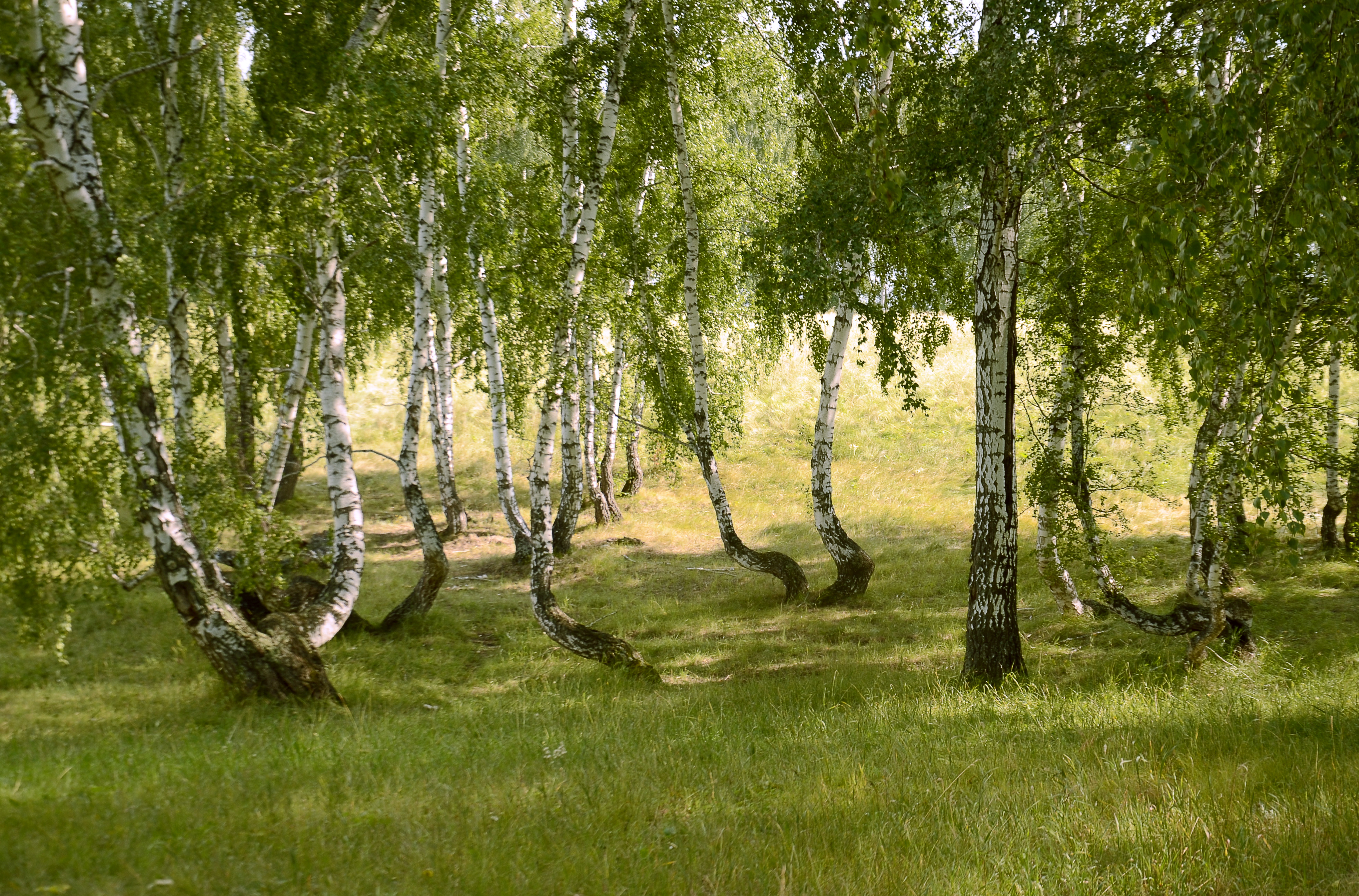 The grove of the dancing birches