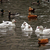 Image-square_50
