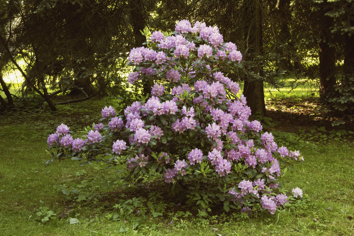 Image-normal