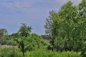Image-preview_300x200