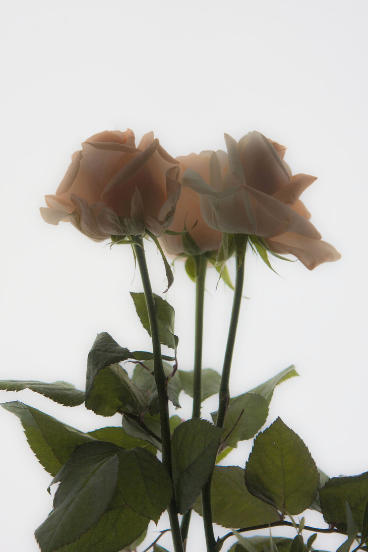 Image-normal
