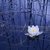 Image-square_50
