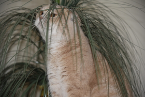 Image-preview_300x200