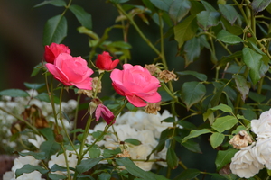 Image-preview_300x200