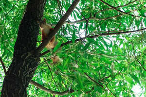 Image-preview_300x200