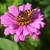 Image-square_50