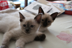 Image-preview_300x200