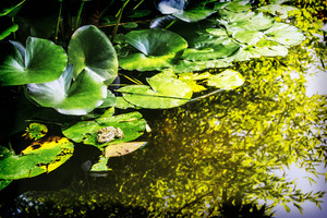 Image-preview_300x200
