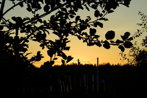 Image-preview_300x200