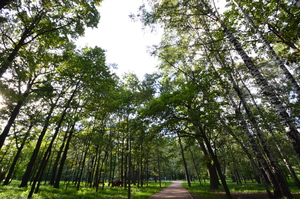 Image-preview_300x200
