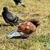 Image-square_50