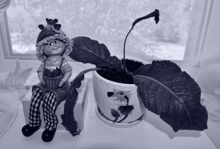 Image-normal
