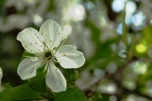 Image-preview_300x200