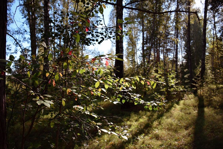 Image-normal