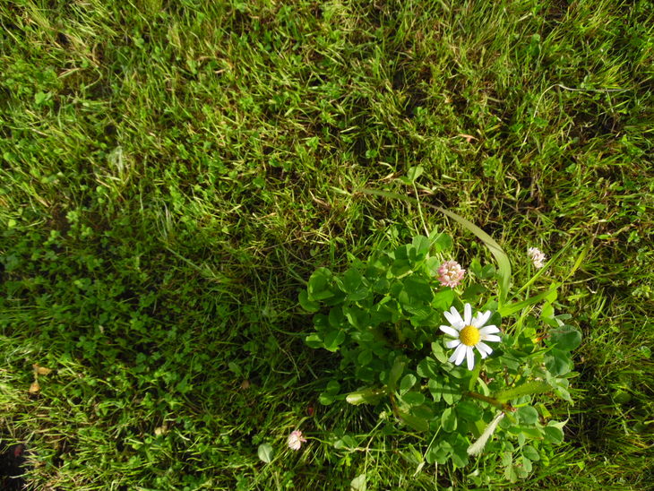 Image-normal