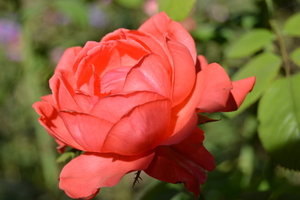 Image-preview_300x200