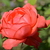 Image-square_50