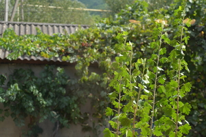 Image-preview_300x200