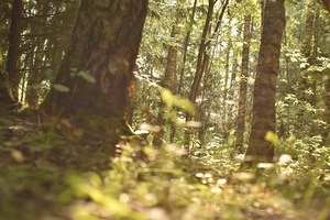 Image-preview_300x200
