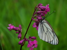 Image-rectangle_220_165