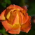 Image-square_50