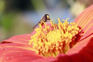 Image-preview_300x200