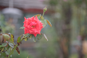 Image-preview_300x200