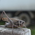 Image-square_50
