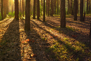 Image-preview_300x200