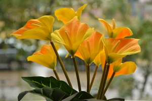 Image-preview_300x200