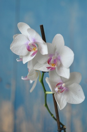 Image-preview_300x200