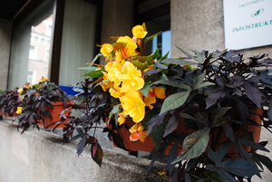 Image-preview_300x200