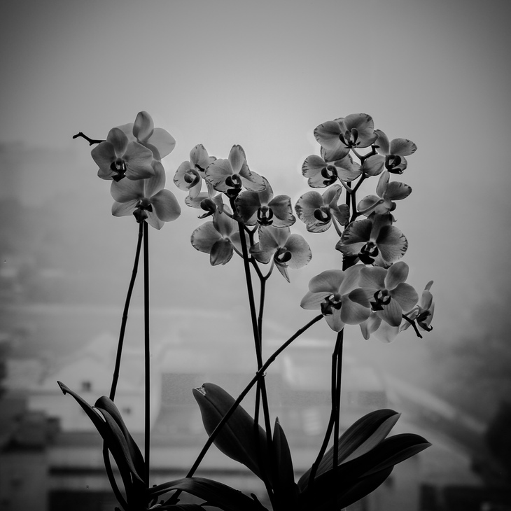 Image-normal