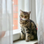 Image-square_50