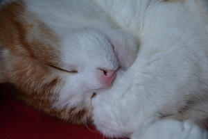 Image-preview_300x200