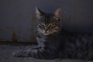 Image-preview_300x200